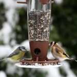 birds feeder